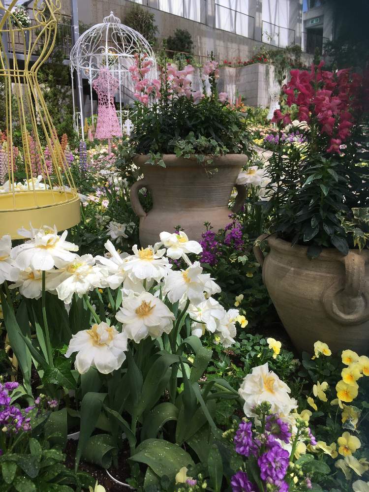 お出かけ先の画像 by gurichannel さん | お出かけ先と春のお花と一人一花フラワーステッカーと温室育ちとフラワーステッカーと可児市花フェスタ記念公園と花粉症と春の訪れ