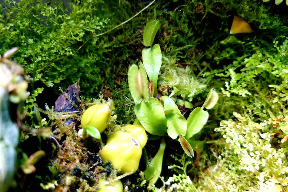 部屋の画像 by とと3さん | 部屋と植物のある暮らしと食虫植物とミストプランツと着生と葉っぱとおうち園芸とパルダリウムと植中毒と珍奇植物とジメジメ系と食虫植物 ハエトリソウ