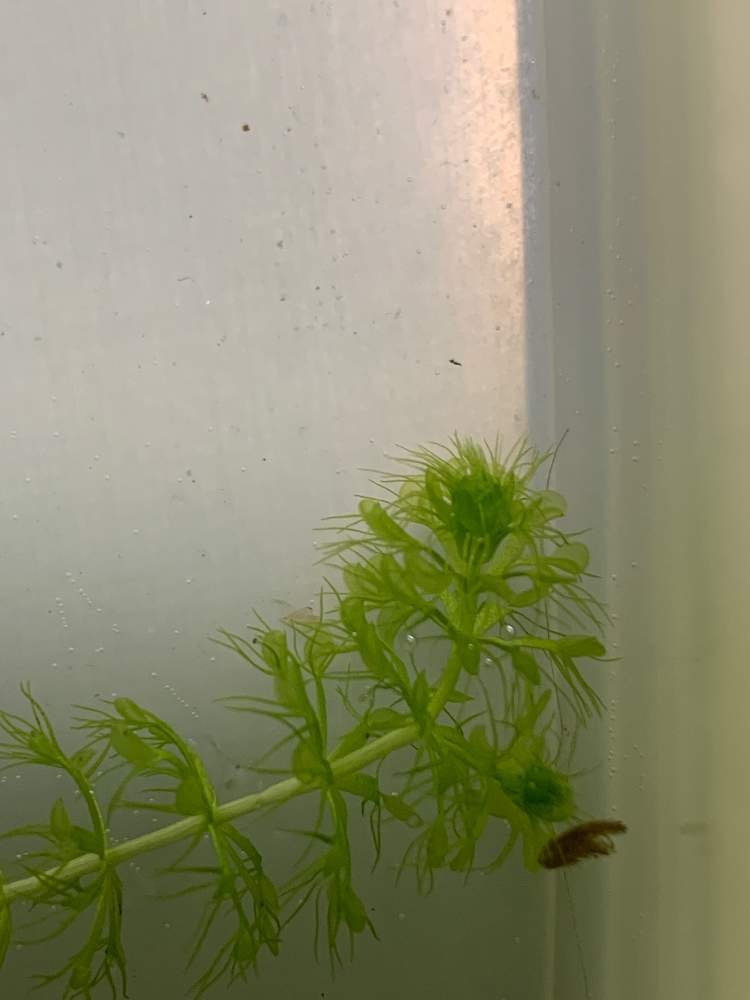 の画像 by 食虫植物と記念Suicaが好きさん | ムジナモと脇芽!と食虫植物広め隊