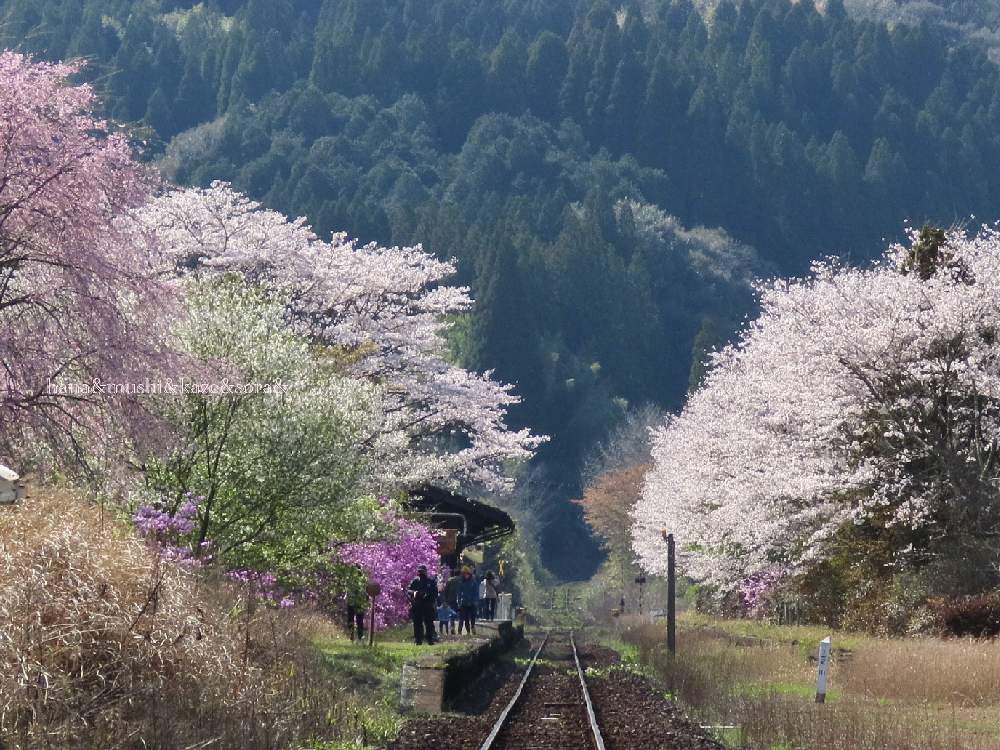 の画像 by 花と虫と風と空とさん | 嘉例川駅からと風と空とと里山大好き協会と山野草大好き協会と花と虫と
