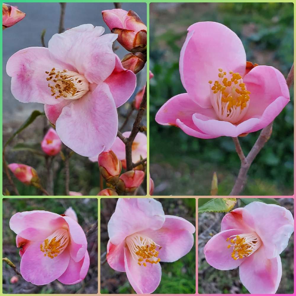 の画像 by ゆりさん | つばきとピンク ぴんく Pinkとつばき.とピンクと白とつばきの花とはる