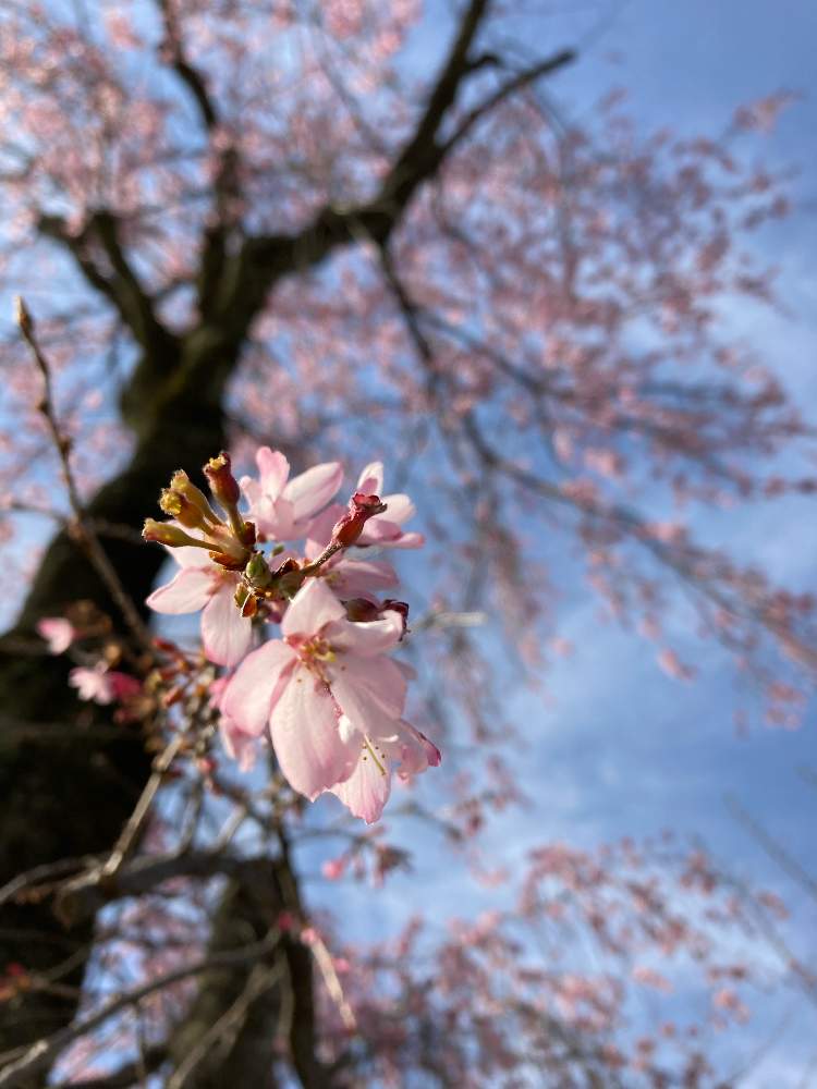 お出かけ先の画像 by gurichannel さん | お出かけ先と春のお花と一人一花フラワーステッカーとフラワーステッカーと土手の花とソメイヨシノ❀と各務原境川と桜開花と『2021桜』フォトコンテスト