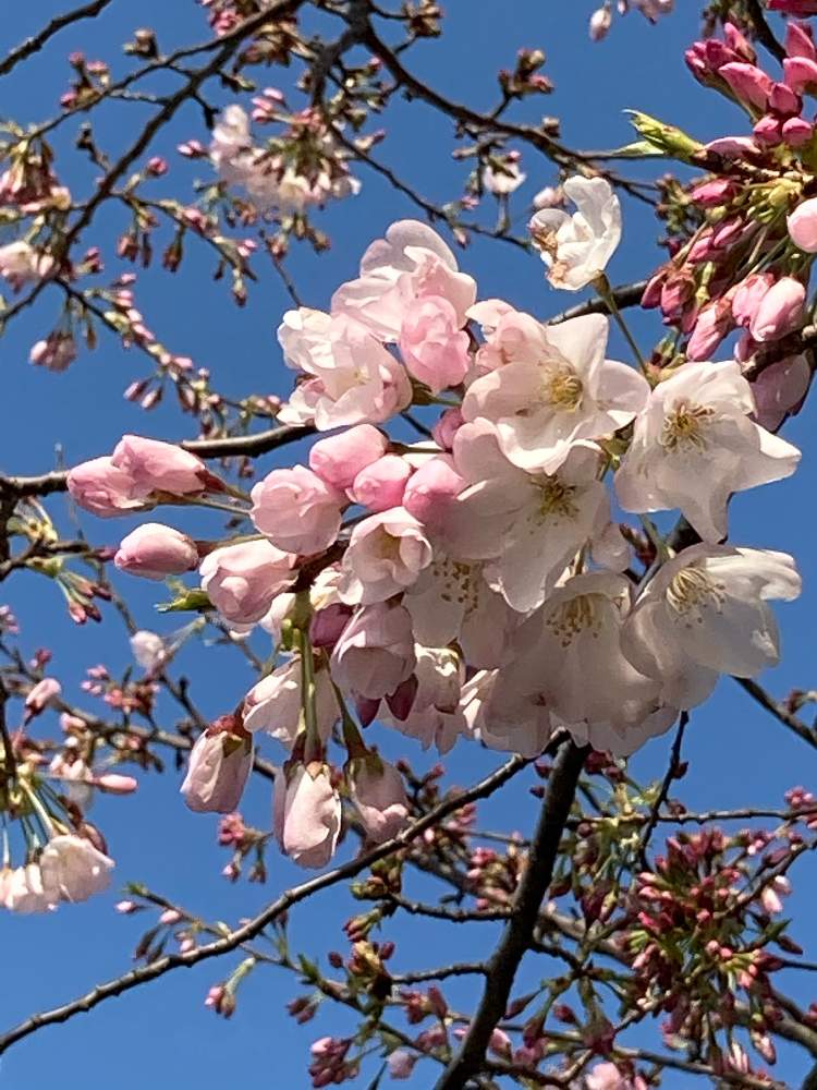 の画像 by ぷぷママさん | さくら サクラ 桜とお花を楽しむと咲くのが楽しみと私の趣味と花は癒し(๑˃̵ᴗ˂̵)♡と今日も笑顔の1日を〜♡とお花に癒されてと花のある暮らし
