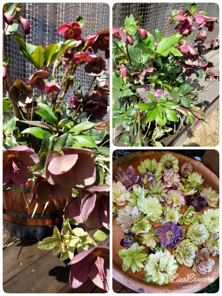 お出かけ先の画像 by min♪♪♪さん | お出かけ先と氷の薔薇 〜とクリスマスローズ。と素敵な1日と医療・介護の皆様に感謝と毎日がSpecial!とお疲れ様と笑うと癒しと花ブローチ倶楽部とコロナ撃退と今日も素敵な1日を〜と癒やされてとエールと春の予感と命を大切に
