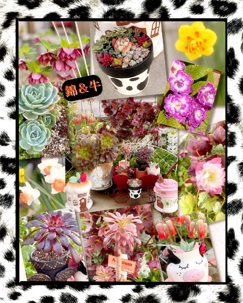の画像 by かおりんさん | 花粉症おしりペンペン( ・᷄ὢ・᷅ )と 七福神とiPhone12ProMaxとサンシモンバイオレット♡とバラと夢CLUBとコロナおしりペンペン( ・᷄ὢ・᷅ )と 水仙と❤️いいね、ありがとうと医療現場の人々に感謝とさくら餅子さんのリメ鉢と明日はきっと良い日になると黒法師錦✨といちごさんのリメ鉢とかおりんワールドと牛の日とカシミヤバイオレット♡とコロナ消えろ‼ビーム‼と錦の日