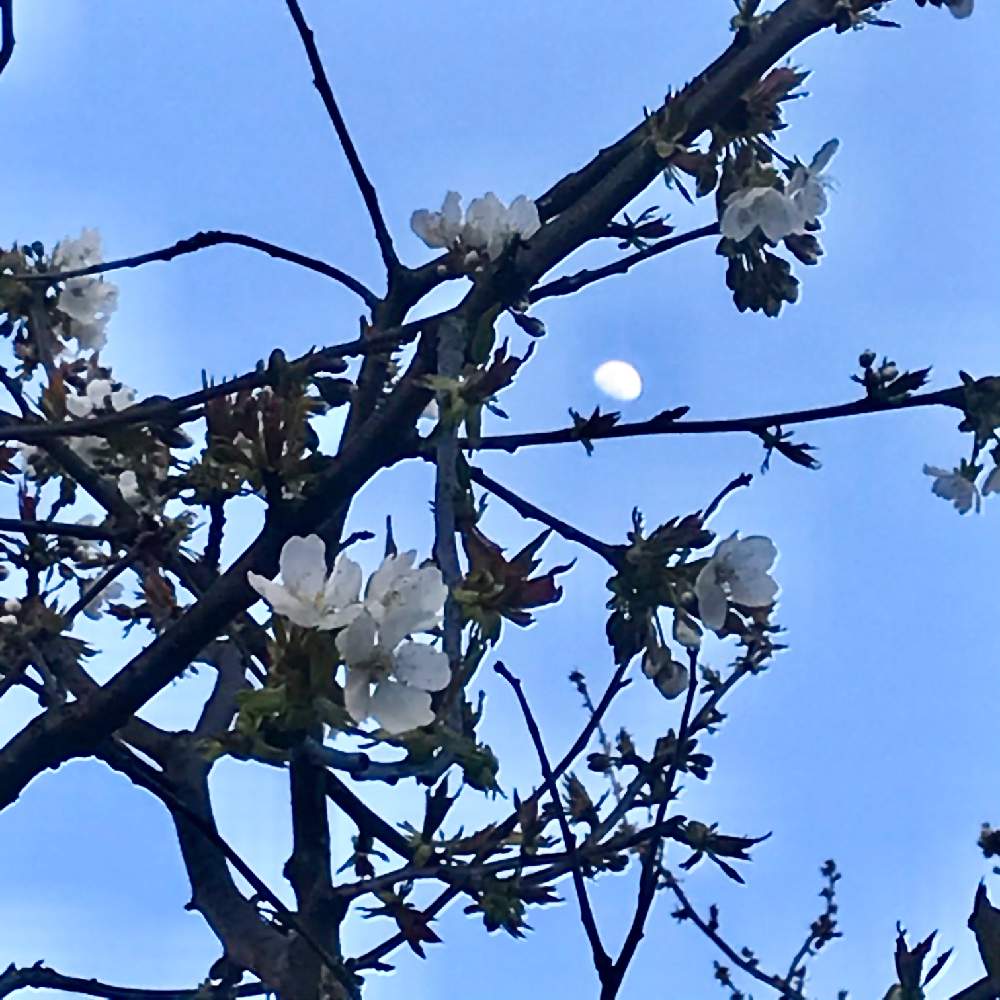 畑の画像 by gattonaさん | 畑とローズマリーの花とイタリアとフィレンツェ とトスカーナと『2021桜』フォトコンテストとお月様と桜2021