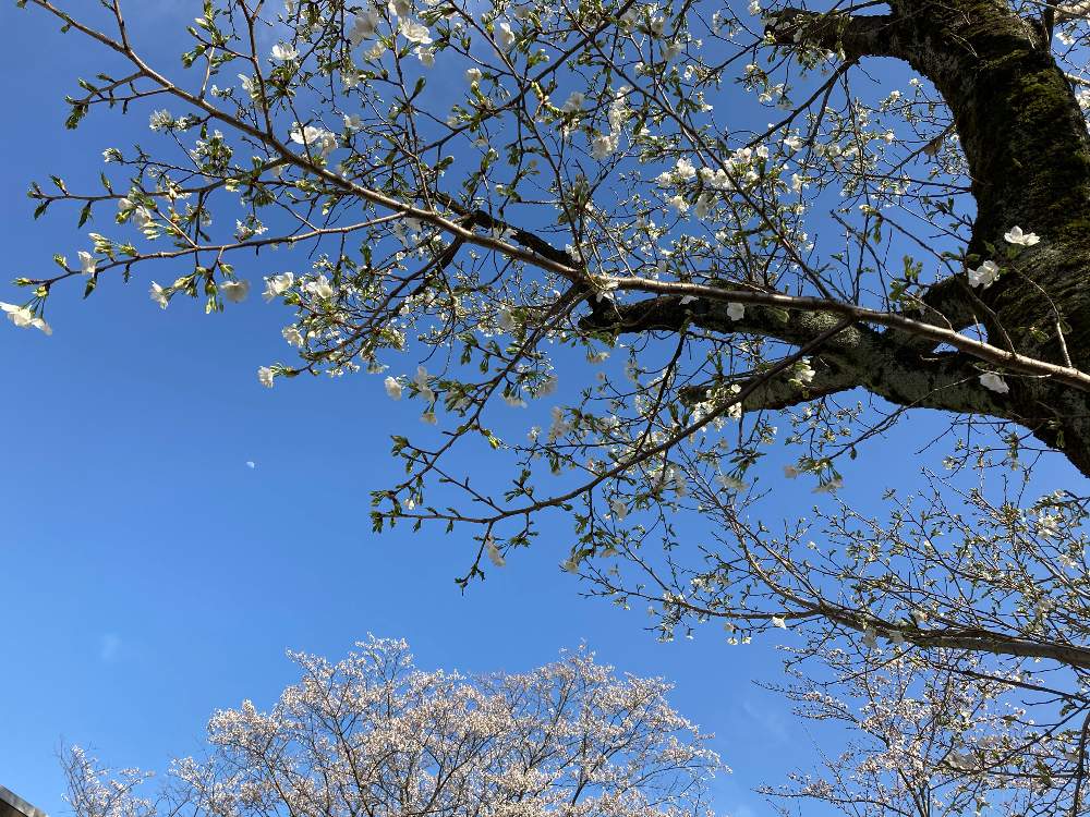 お出かけ先の画像 by gurichannel さん | お出かけ先と春のお花と一人一花フラワーステッカーとフラワーステッカーと花粉症と各務原市民公園と春の訪れと桜開花
