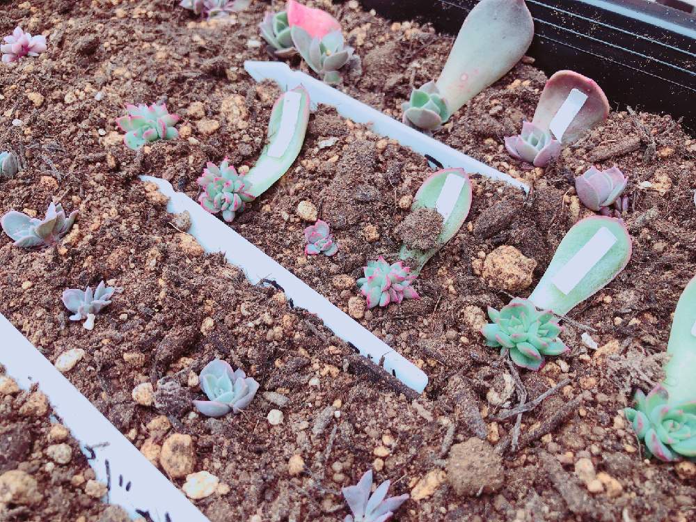 の画像 by ぬーさん | 多肉植物とメモと#自己満日記と多肉小屋とお子ちゃまと自然にお任せと大いに自己満とおうち園芸と初心者日記とタニ友募集と多肉友達募集中と韓国苗と子株と雑談と多肉生活と大いに自己満と葉挿しとごちゃ混ぜと記録用