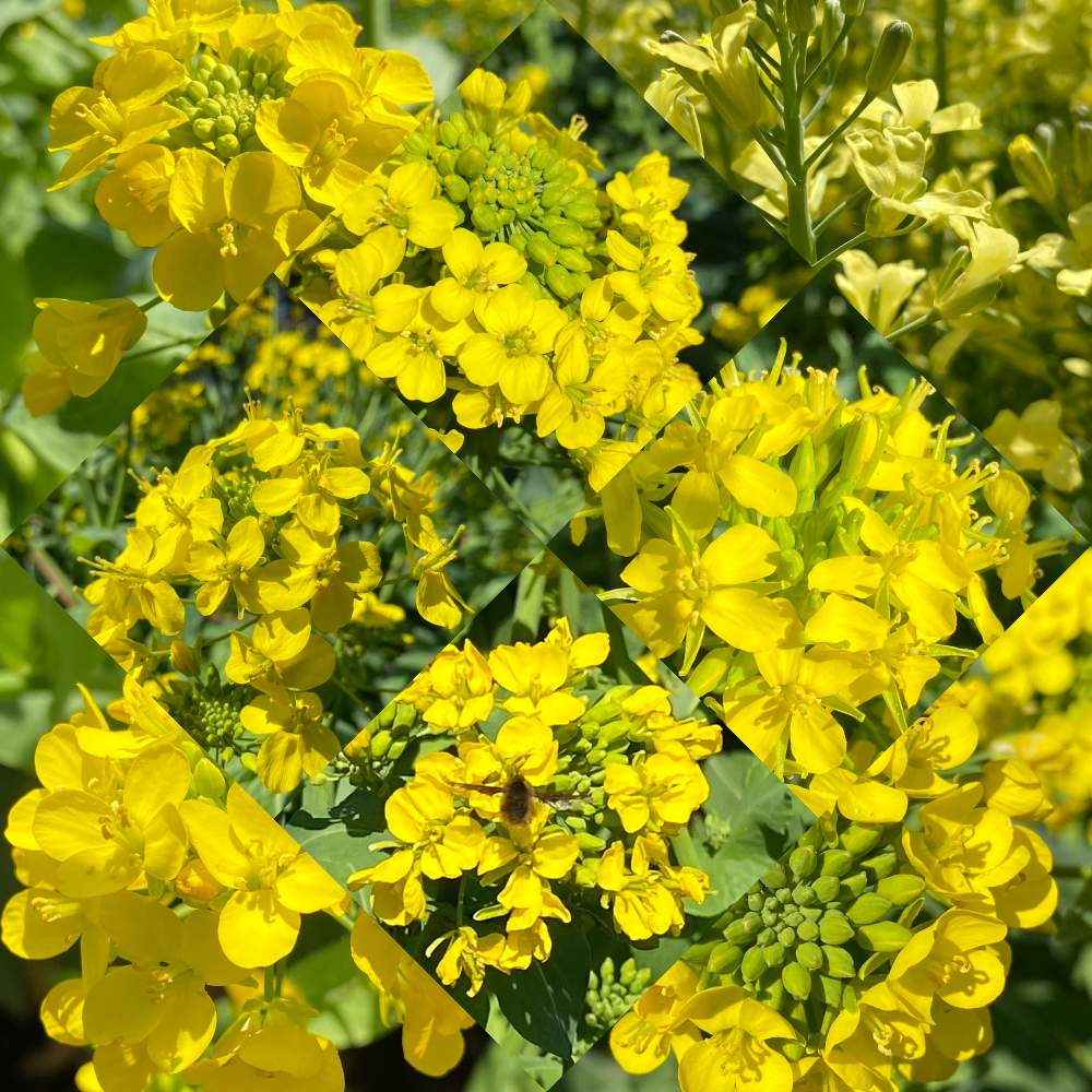 お出かけ先の画像 by n i eさん | お出かけ先と白菜の花と黄色いお花❤とコマツナのお花と楽しくhappyにとアラクダクキタチのお花と♡優しさに感謝♡とミズナのお花と植物に感謝とアブラナのお花とタアサイの花と野菜の花とチンゲンサイのお花とスティクセニョールの花とどんな時も笑顔とアブラナ科アブラナ属とスティックセニョールのお花
