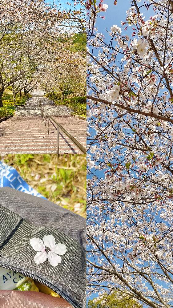 お出かけ先の画像 by miuさん | お出かけ先とさくら サクラ 桜と花のある暮らしと優しい色と日射しキラキラと『2021桜』フォトコンテスト