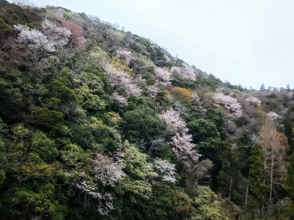 の画像 by 凛子さん | ヤマザクラと山々と山奥暮らし