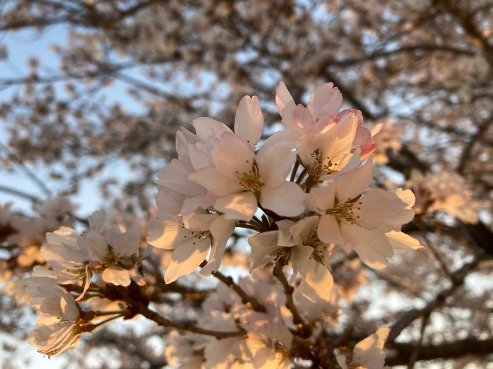 お出かけ先の画像 by gurichannel さん | お出かけ先と春のお花と一人一花フラワーステッカーと小学校の木とフラワーステッカーと花粉症と春の訪れと桜開花と『2021桜』フォトコンテスト