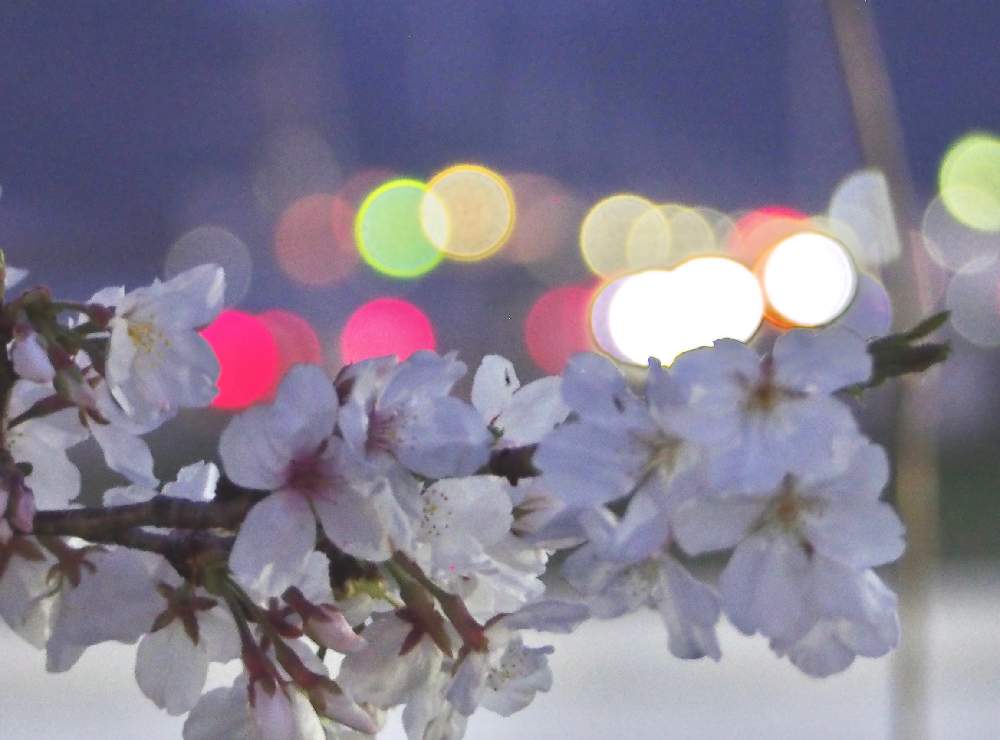お出かけ先の画像 by みどり*。さん | お出かけ先と癒しと感謝とさくら 桜 サクラとありがとうとミラーレス一眼とお月様と花のある暮らしと花が好きとやさしい気持ちとGo✿to✿flowerと『2021桜』フォトコンテスト