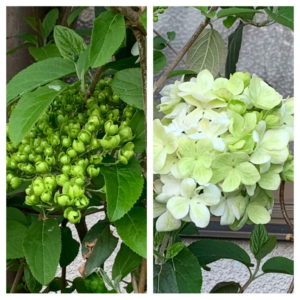 小さな庭の画像 by かずさん | 小さな庭と巨大輪咲き オオデマリ ステリーレと素敵な薔薇のある暮らしとロザリアン★*と癒しとおうち園芸とお花大好き✨と花のある暮らしと地植え