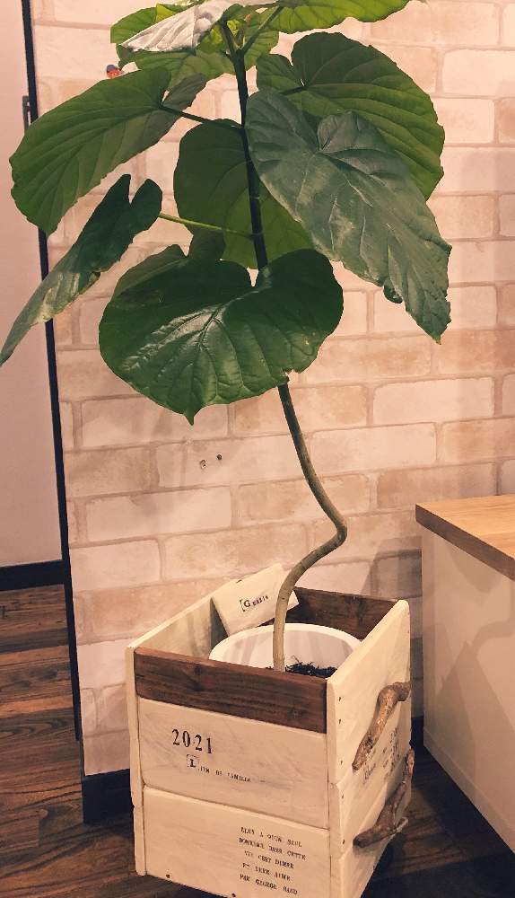 インテリアの画像 by CHi*さん | インテリアと観葉植物とリビングと我が家の癒しと ウンベラータ