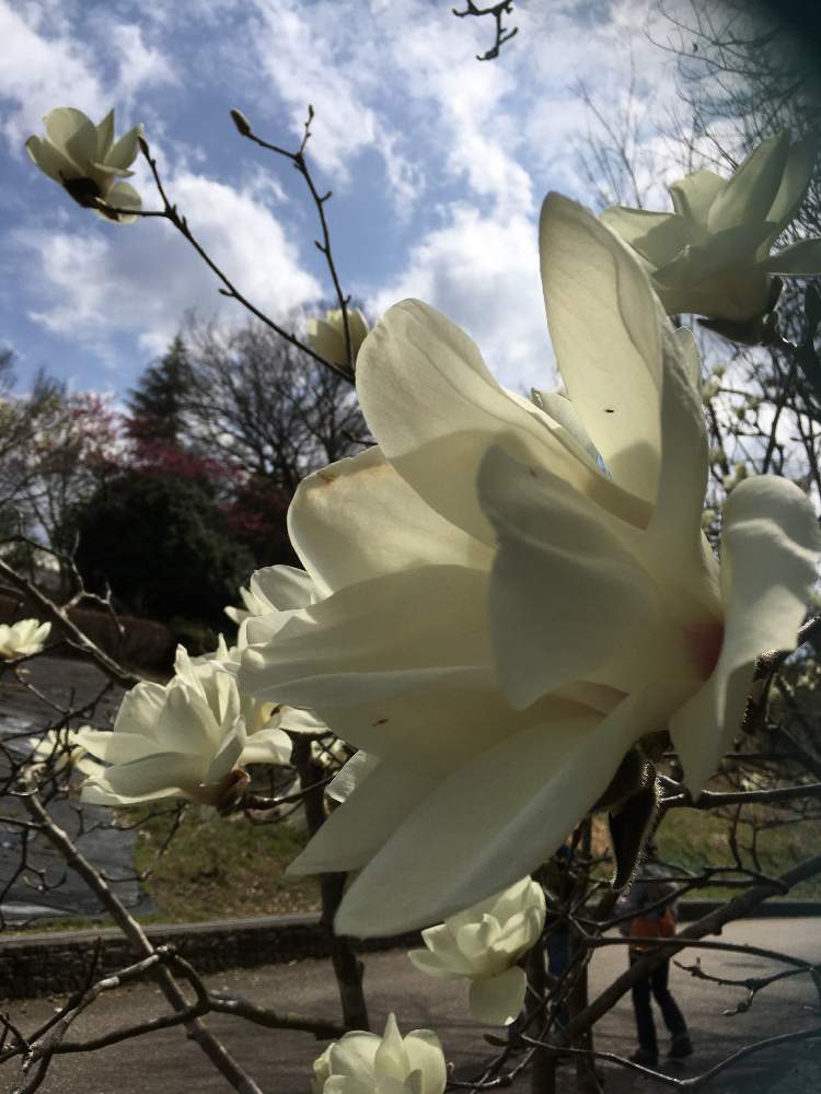 お出かけ先の画像 by gurichannel さん | お出かけ先と春のお花と一人一花フラワーステッカーとフラワーステッカーと可児市花フェスタ記念公園と花粉症と春の訪れとハクモクレン♡