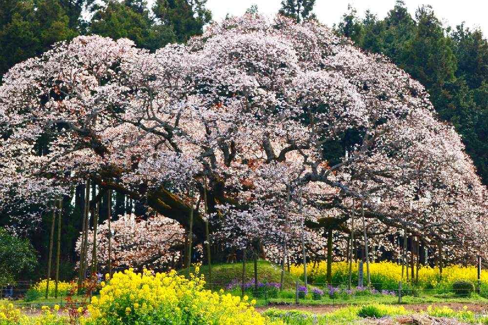お出かけ先の画像 by のりさん | お出かけ先と山桜と大切な時間と吉高の大桜と『2021桜』フォトコンテストと奇跡の桜