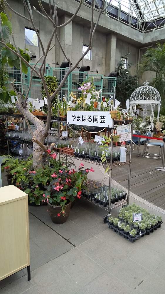 お出かけ先の画像 by やまはる園芸さん | お出かけ先と多肉植物と洋蘭とやまはる園芸とCoel.とファレノプシス属とセロジネとお誘いとcattleyaと多肉とみどりのマルシェと植中毒とチームタケノコと洋蘭広め隊と着生蘭と洋ランと単茎種とDen.とマキシラリア属とデンドロビウム属とCoelogyneとアトランティス セダム