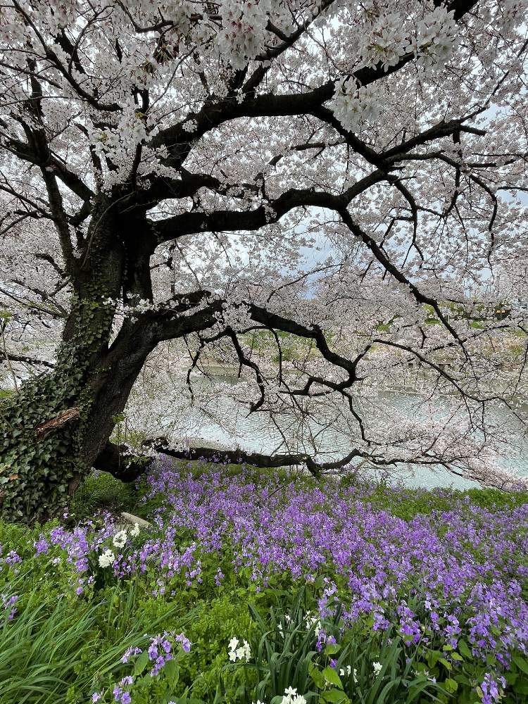 の画像 by soraraさん | 土手道といつもの散歩道とサクラ..とショカツサイ.とそらと一緒と『2021桜』フォトコンテスト