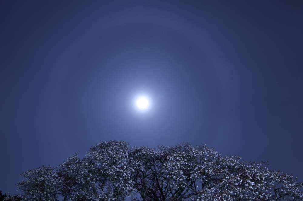 お出かけ先の画像 by quattroさん | お出かけ先と吉高の大桜と桜に月とコロナに負けるな!と春が来た❣️とさくら満開と奇跡の桜と月暈とさくらと『2021桜』フォトコンテストと東山魁夷 花あかり