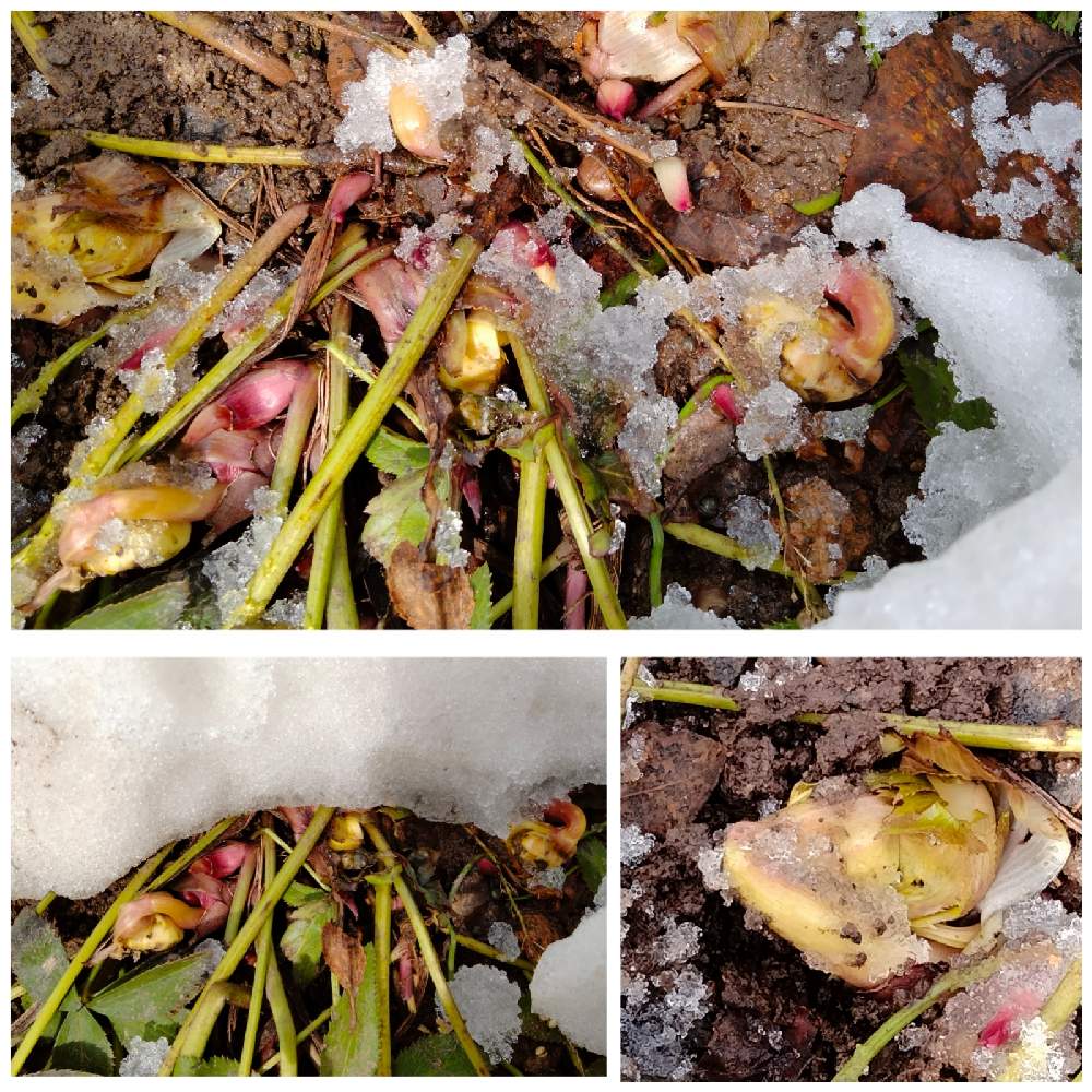 の画像 by tottokoさん | ピンクの花と薄ピンクの花とゆきのした❇︎と春の訪れと北海道からと雪割りと春はまだか~!?と春を告げる花と春の花 ❁