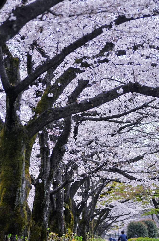 お出かけ先の画像 by ポトスさん | お出かけ先と桜並木と桜 さくらと『2021桜』フォトコンテスト