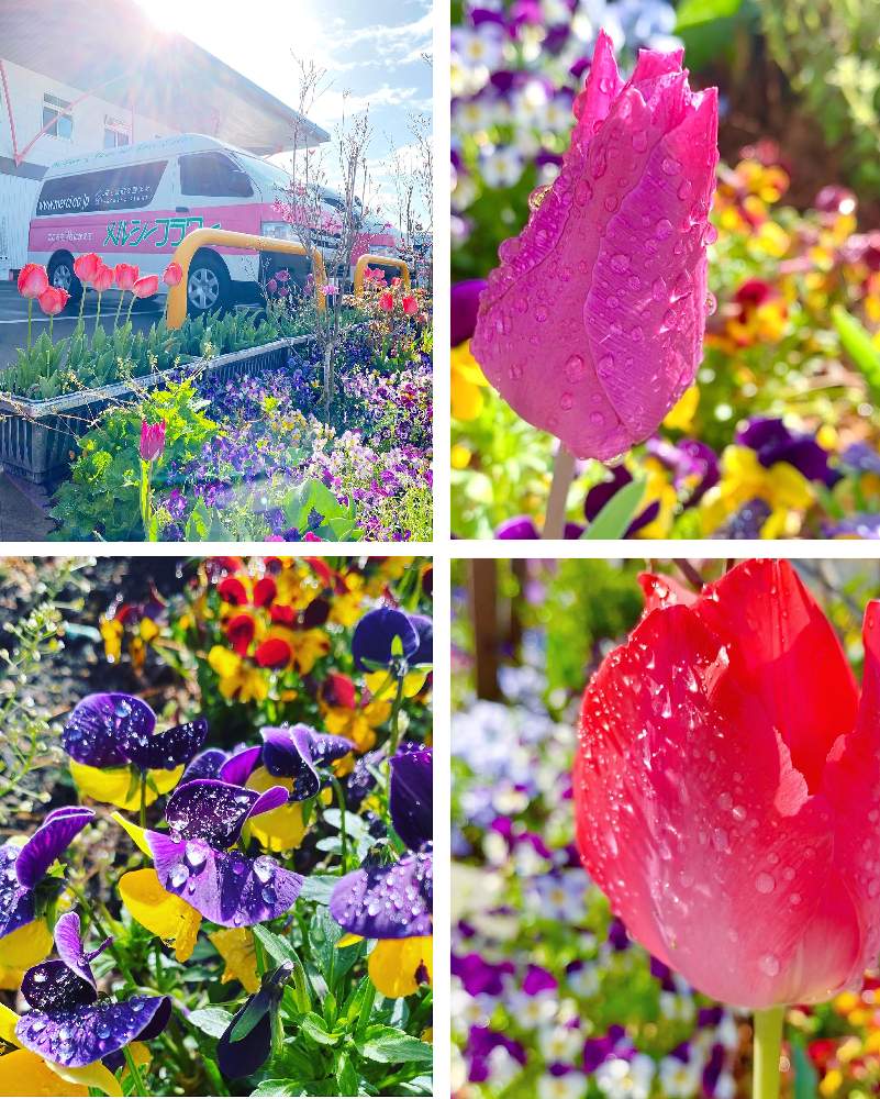 広い庭の画像 by メルシーフラワーさん | 広い庭と花のある空間とスーパーマーケットの花とスーパーの花屋さんと癒しとお花女子と花を飾るとおうち園芸とスーパーの切花とハナカジとメルシーフラワーとこころを花にかえてとお花男子