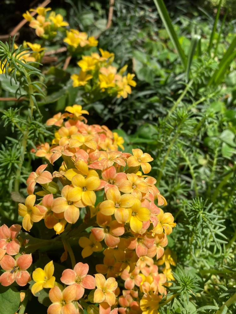 小さな庭の画像 by gurichannel さん | 小さな庭と春のお花と一人一花フラワーステッカーとフラワーステッカーとミニミニグリーンワールドと花粉症と春の訪れとカランコエ♡と春に育てた花2021