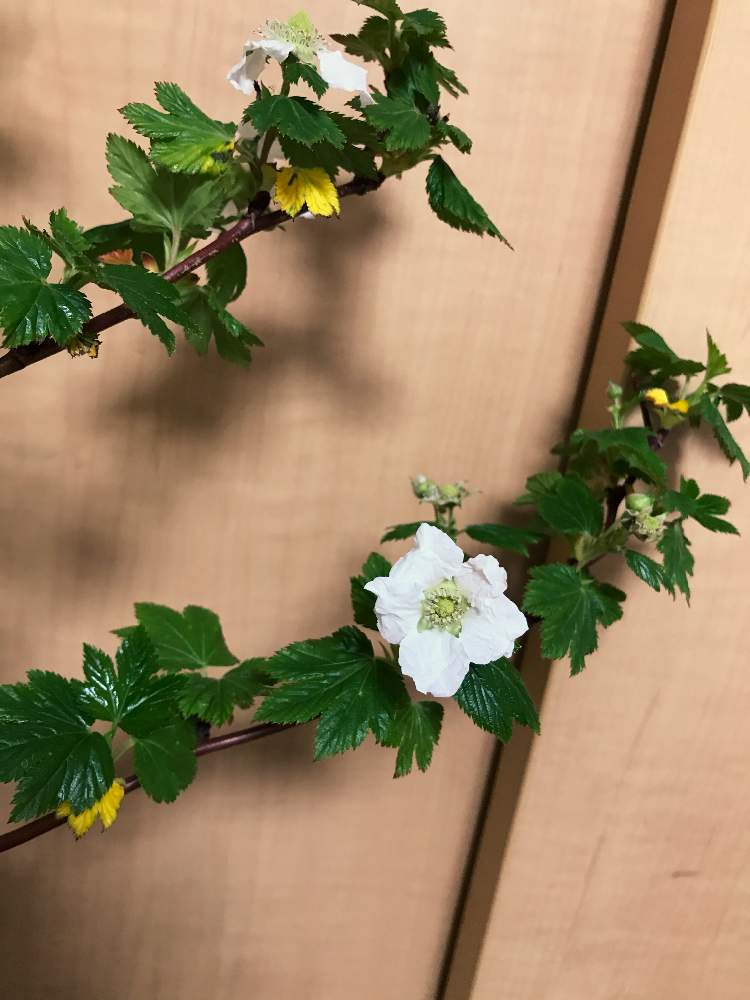 の画像 by ネズミの子さん | 枝物初心者と枝物と枝のある暮らしとお花屋さんと木苺。