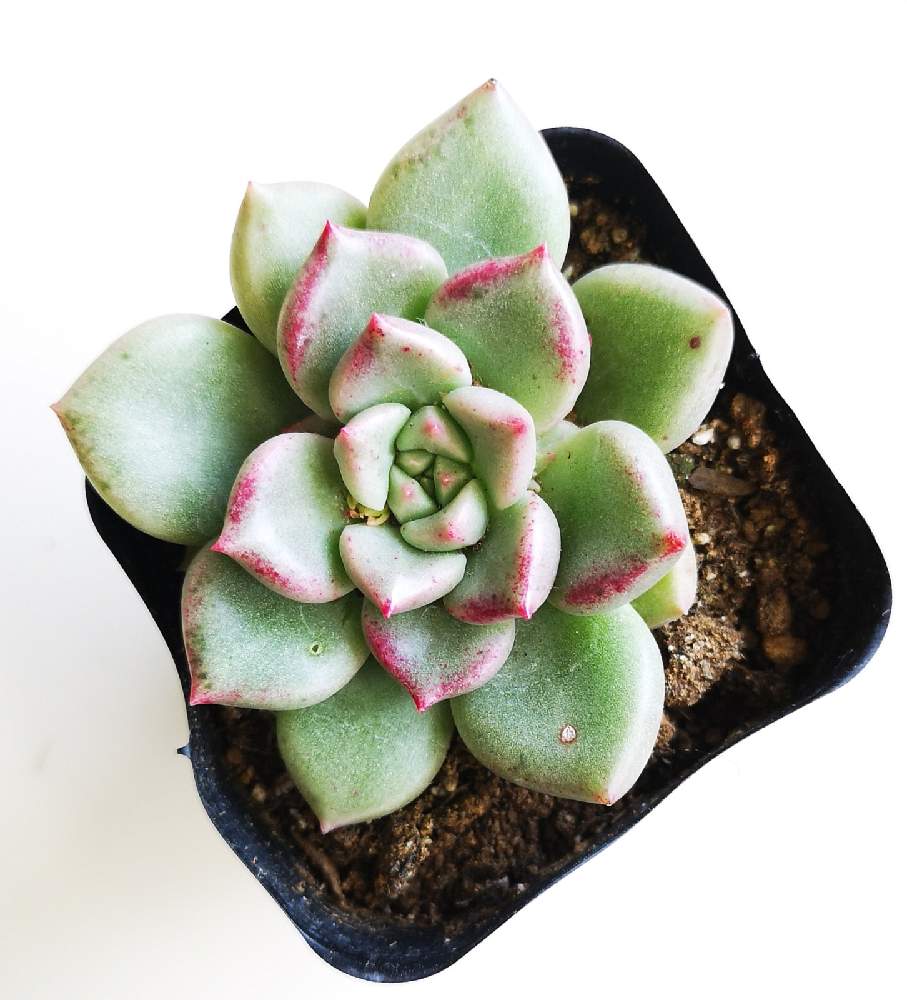 玄関の画像 by eyeさん | 玄関とアルゼとアルジェとEcheveria 'Arijie'とアルゼ.と☆eye☆あ行と☆eye☆エケベリア属と☆eye☆韓国苗とアルジェ エケベリアとmercariと三重県とエケベリア属とアルジェ.と☆eye☆500とエケベリア アルジェと韓国苗とエケベリア アルゼと赤フチ同盟と☆eye☆mercariとEcheveria 'Arijie'