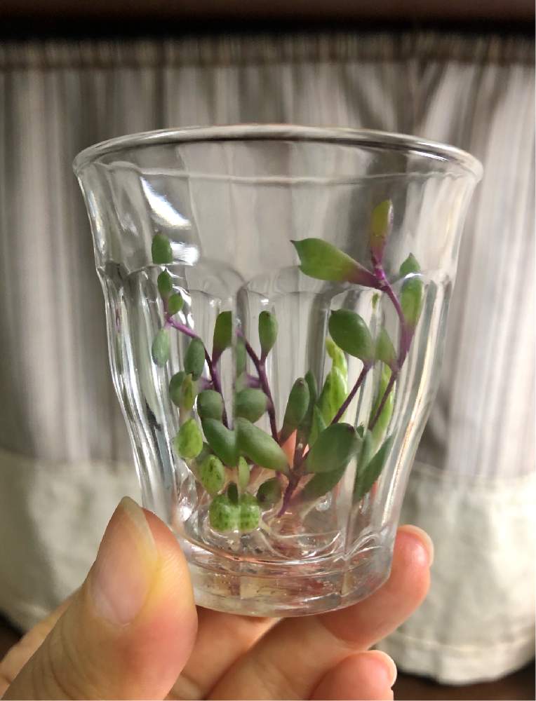 キッチンの画像 by おかっちさん | キッチンとルビーネックレスとエンジェルティアーズと多肉植物と多肉初心者と発根待ちと春の多肉ちゃん