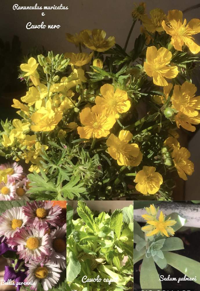 部屋の画像 by gattonaさん | 部屋と多肉植物と 薄化粧とリベンジ野菜とイタリアとフィレンツェ とトゲミノキツネノボタンソウとニオイスミレ♡とお花の好きな人とつながりたいとデイジー(ヒナギク)とキャベツ!とお花が好き♡と黒キャベツの花♡とコロナロックダウンに負けるな