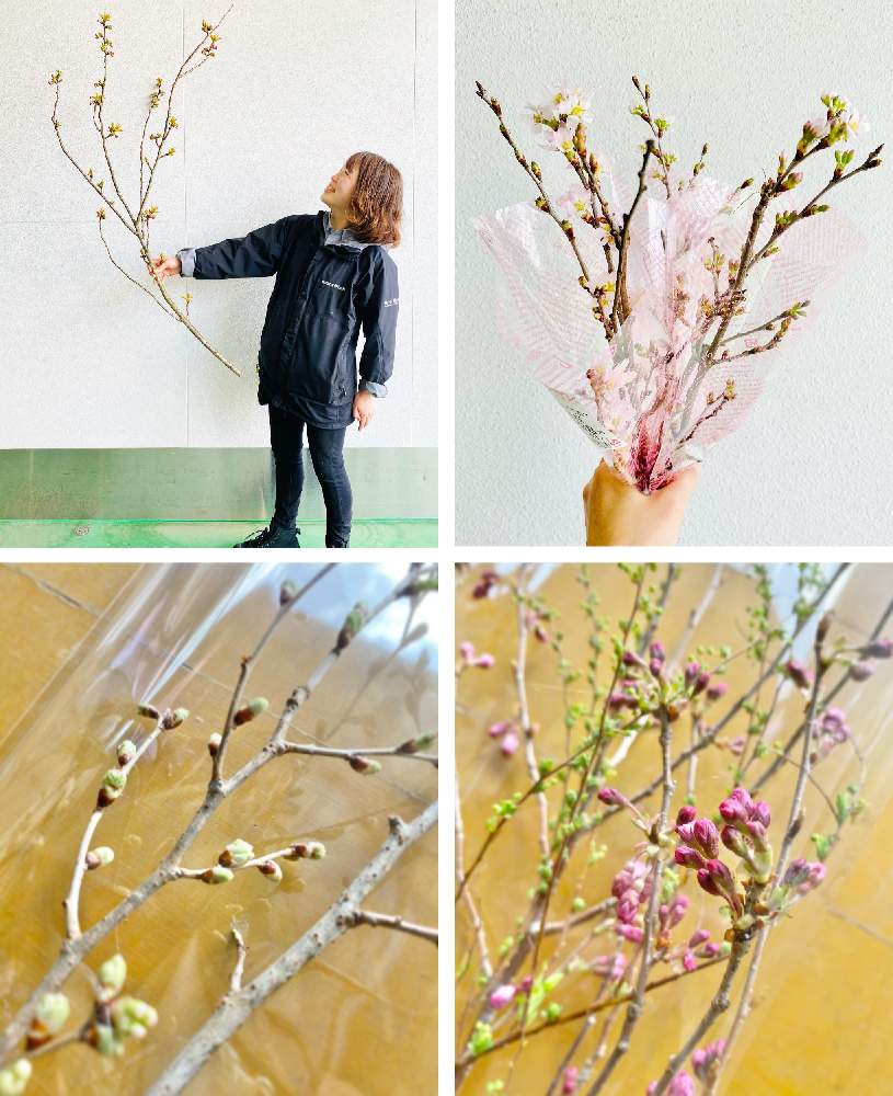 の画像 by メルシーフラワーさん | 花のある空間とスーパーマーケットの花とスーパーの花屋さんと癒しとお花女子と春の訪れと花を飾るとスーパーの切花とハナカジとメルシーフラワーと花のある暮らしとこころを花にかえてとお花男子