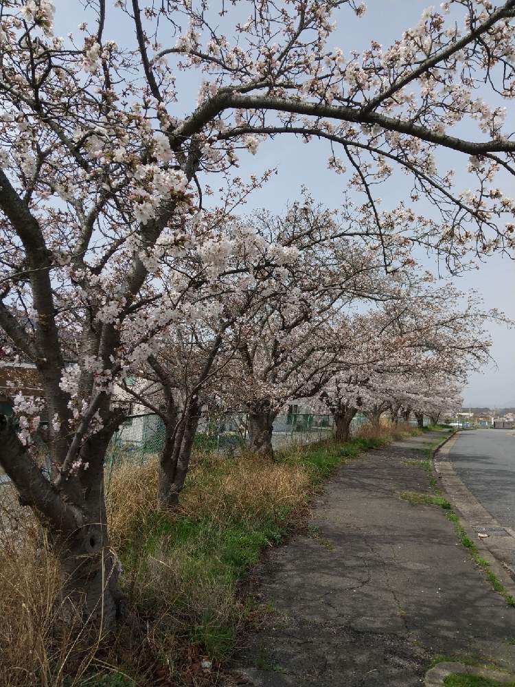 お出かけ先の画像 by flower&skyさん | お出かけ先とサクラと季節を感じる♪と花の咲く木とピンクの花と空を背景にと満開と花のある暮らし