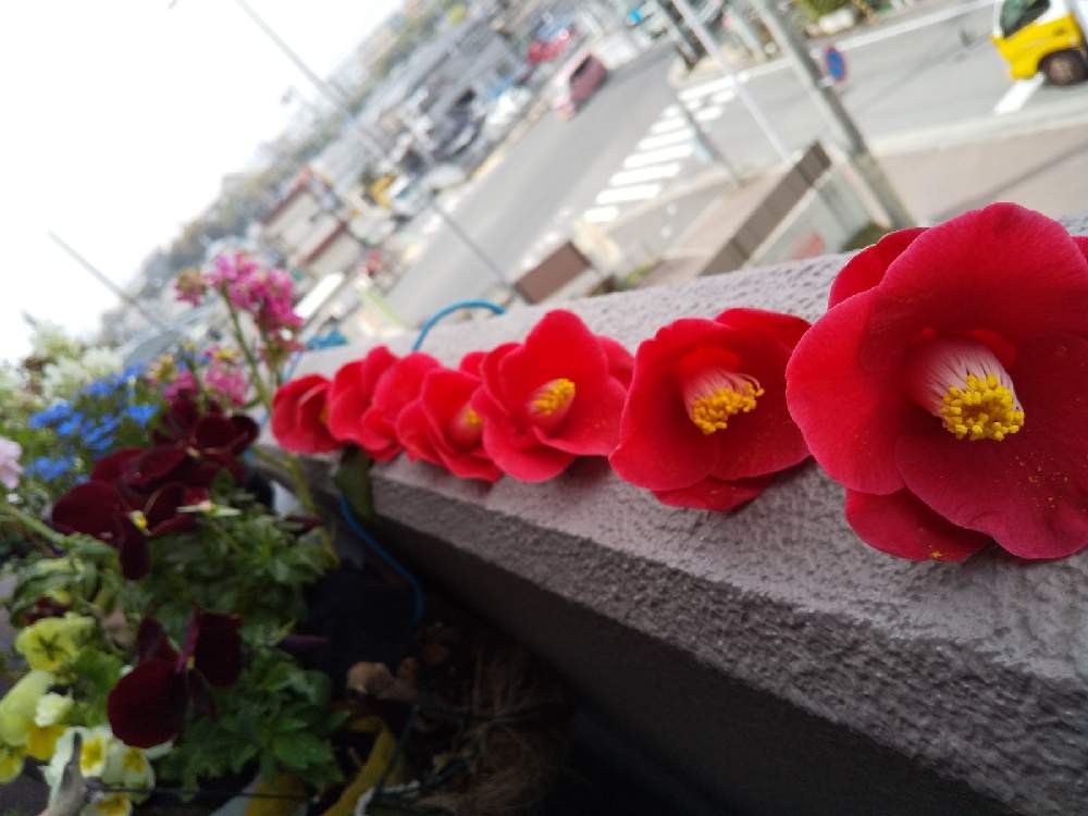 バルコニー/ベランダの画像 by じゅんさん | バルコニー/ベランダと花は・花は・花は咲くと春よ来い、早く来いと㊗️PONJIさん3100picと医療関係者に感謝‼️としあわせ運べるようにと真っ赤な火曜日と今日も一日お元気でと『ひとりじゃない、繋がろう』と頑張ろう日本❣️