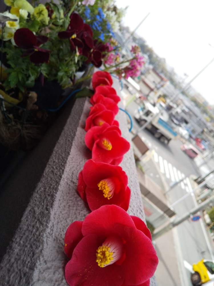 バルコニー/ベランダの画像 by じゅんさん | バルコニー/ベランダと花は・花は・花は咲くと春よ来い、早く来いと㊗️PONJIさん3100picといやし♡と医療関係者に感謝‼️としあわせ運べるようにと真っ赤な火曜日と今日も一日お元気でと『ひとりじゃない、繋がろう』と頑張ろう日本❣️と㊗️ふぅちゃん500pic