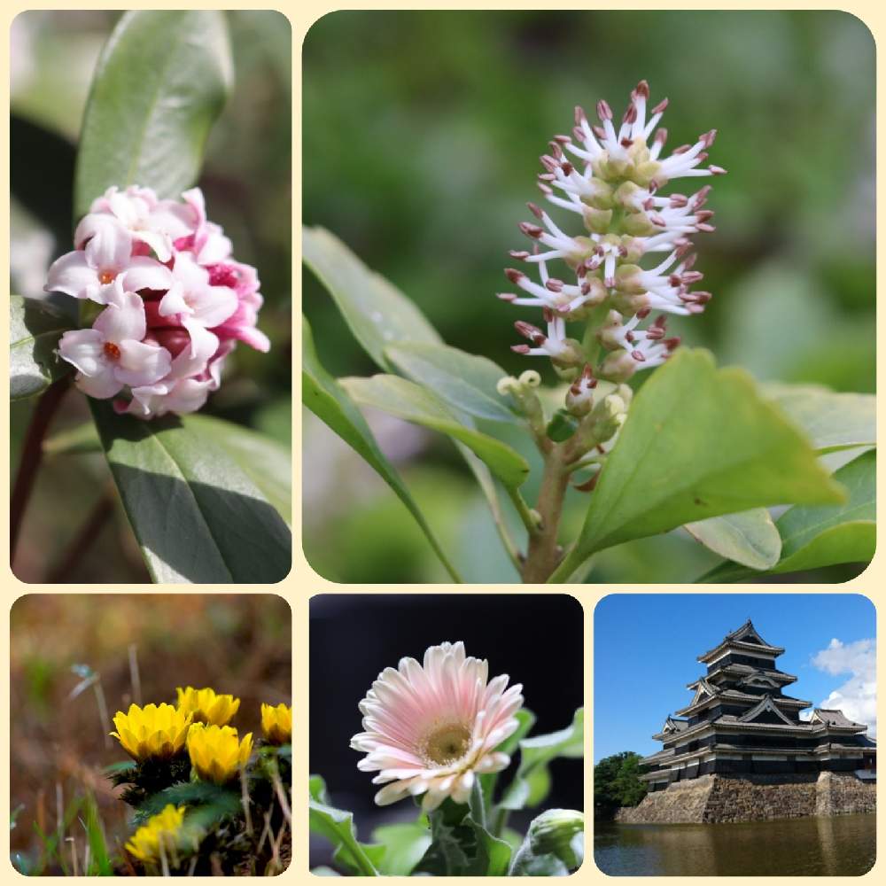 お出かけ先の画像 by *Jupiter*さん | お出かけ先とフッキソウ 富貴草と春の青空とcanonと春風とお写ん歩と一眼レフとはなのある暮らしとマクロ撮影と春告げと素敵な出会いに感謝としあわせを願ってとかわいいな♡と単焦点レンズと ガーベラと門出