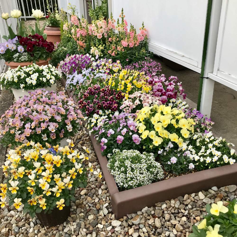 小さな庭の画像 by さきざるさん | 小さな庭と種まき:ビオラと秋からのときめきと小庭のお花♬とビオラ・パンジーとお花*2年生♬と花壇と小さな花壇とおうち園芸とビオラ種まき♬と小さな小さな庭と花のある暮らしとさきざる花壇♬と大好きビオラと春に育てた花2021