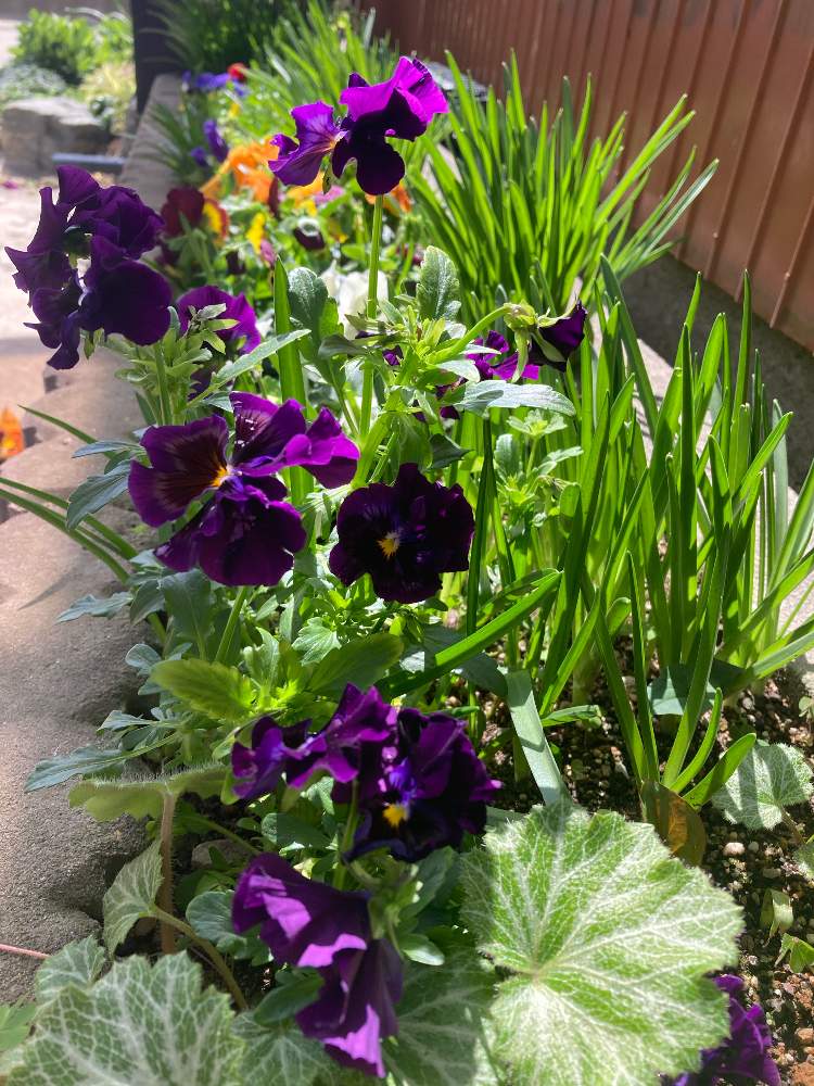 小さな庭の画像 by gurichannel さん | 小さな庭と春のお花と一人一花フラワーステッカーとフラワーステッカーとムスカリ♡と花粉症と春の訪れとパンジー☆