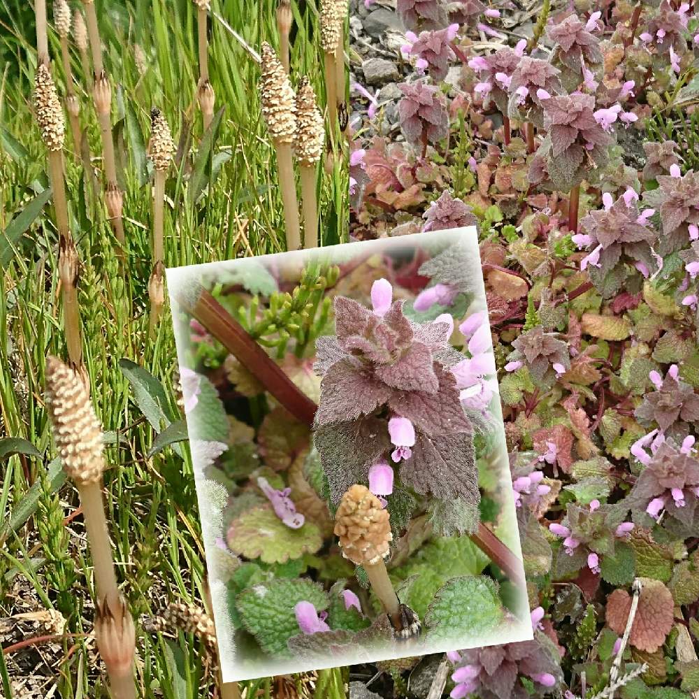 お出かけ先の画像 by あかりRさん | お出かけ先とヒメオドリコソウとつくしと雑草と野草