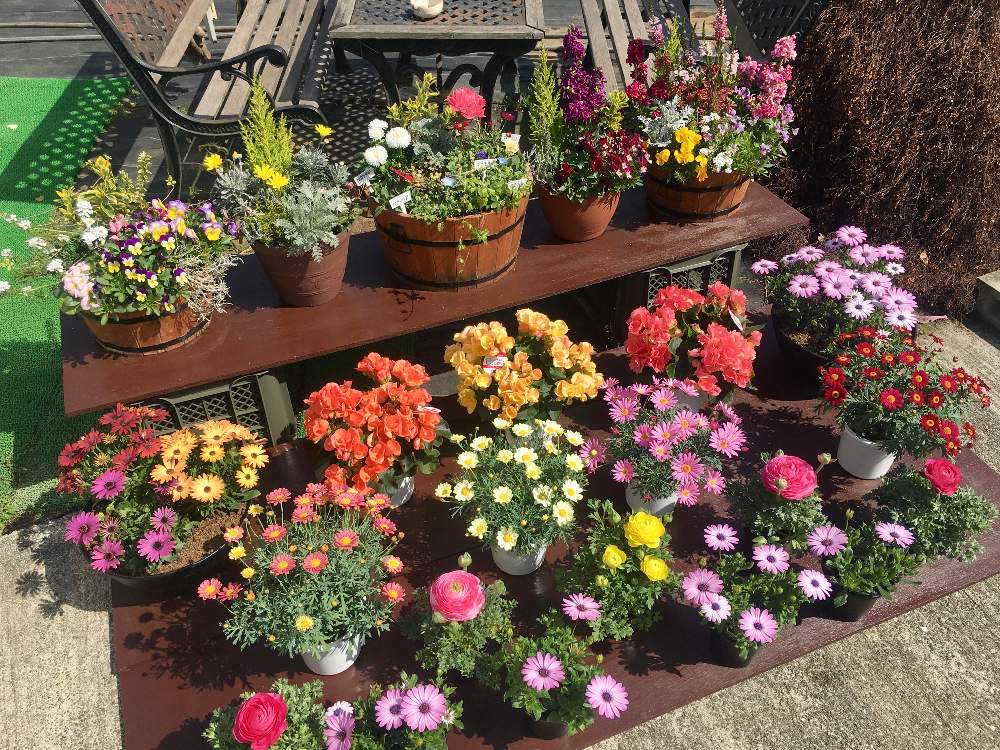 お出かけ先の画像 by 生田園芸さん | お出かけ先と直売所と生田園芸と千葉県と寄せ植えと花苗販売
