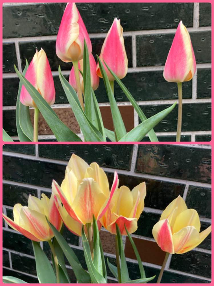 の画像 by 里はんさん | チューリップの花…と彩ると寄せ植えといい色してると輝きをあなたにと癒されると可愛いお花♪と我が家のお花とスマホで撮影とありのままにと春に育てた花2021 と花が咲く笑顔咲く PWフォトコン2021~キュン♡した瞬間部門~
