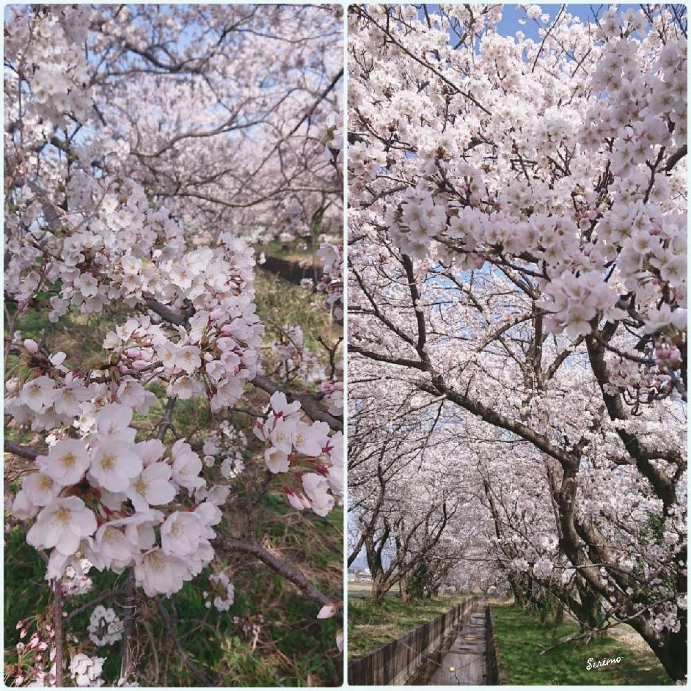 お出かけ先の画像 by セリモさん | お出かけ先とさくら2021年春とお花大好き♡とさくら 桜 サクラとバラと夢CLUBといやし♪と『2021桜』フォトコンテスト