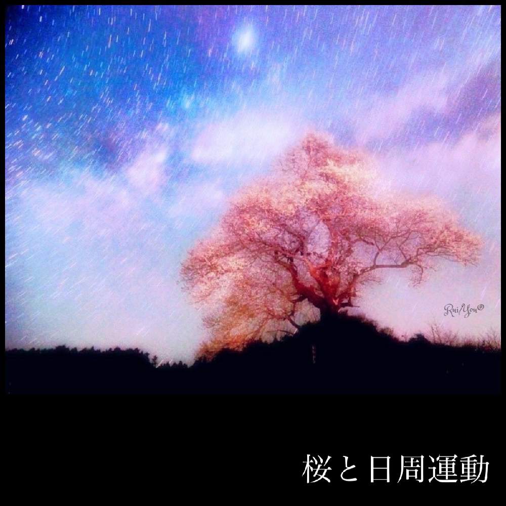 お出かけ先の画像 by 黝-ユウ-(´•௰W)♂秋の花粉症突入さん | お出かけ先とカンザクラと寒桜(カンザクラ)と桜図鑑と黝の桜図鑑と花好きバンドマンと桜好きバンドマンと天体観測