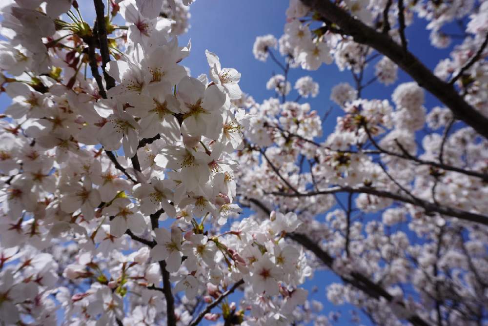 の画像 by Cabinotierさん | さくら サクラ 桜とGSでお買い物と園芸と水やりとおさんぽとフラワーとおうち園芸とおさんぽ日和とサスティーとお散歩写真とSUSTEEと植物用水分計サスティーと花のある暮らしとお散歩とさくらとチェッカーと水分計