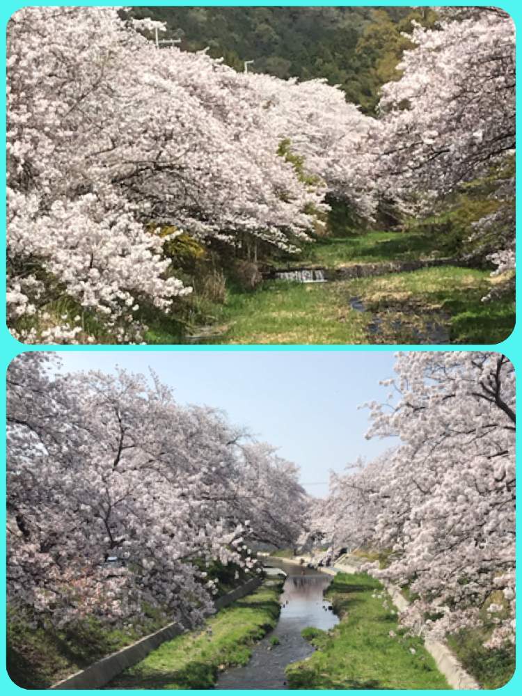 の画像 by haruharuさん | 桜並木と満開♪と多肉植物は癒し(๑˃̵ᴗ˂̵)♡と多肉植物のある暮らしとおうち園芸とタニラーと多肉狩りと癒し♡
