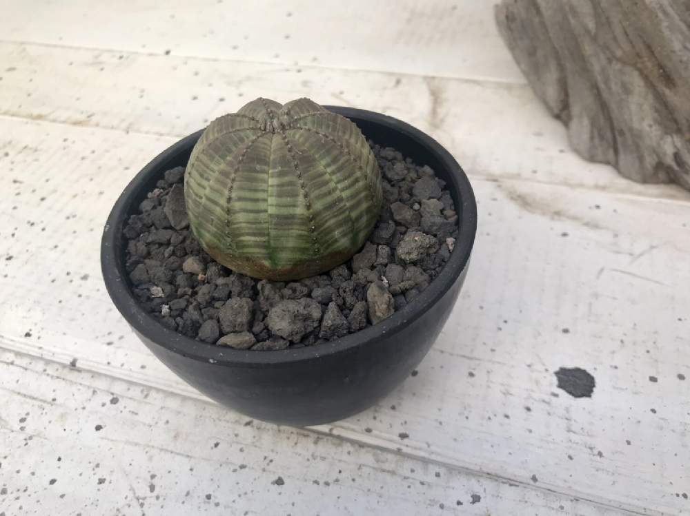 の画像 by CLUTCH FURNITUREさん | オベサと観葉植物を楽しむとテフロカクタス属と多肉植物と黒プラ鉢と観葉植物と植物のある暮らしと男前植物とユーフォルビア ・オベサと塊根と黒プラ鉢ある暮らしと黒プラ鉢ある生活とオンラインショップと多肉植物のある暮らしと通販多肉と塊根植物と観葉植物のある暮らしと植木鉢と神戸と多肉多肉多肉とアガベ属