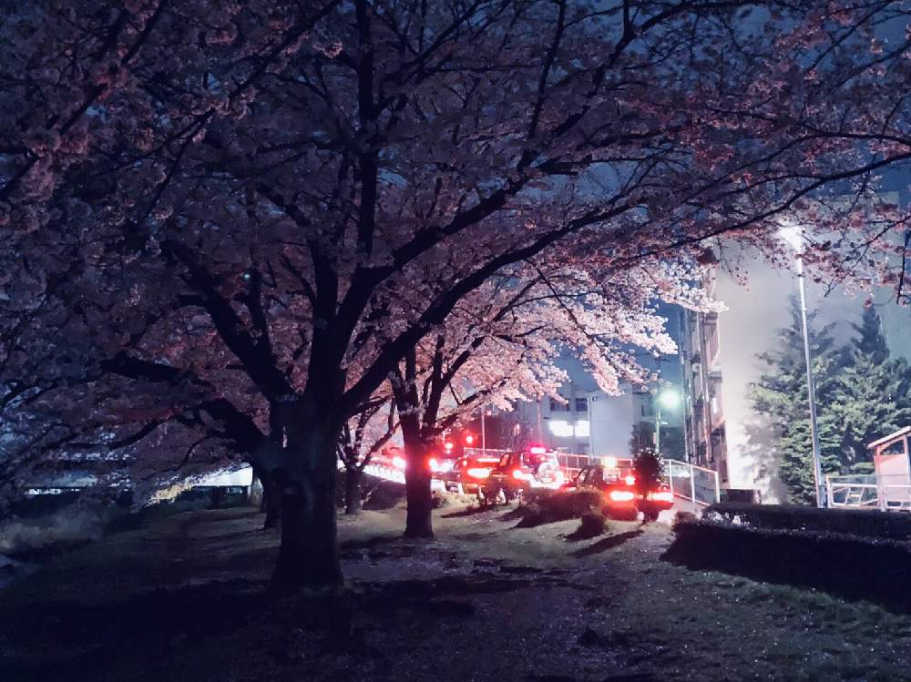 お出かけ先の画像 by Ann.さん | お出かけ先と南浅川とプルヌス属とケラスス属と満開とおうち園芸と緑のある暮らしとエドヒガンザクラ×オオシマザクラと夜桜と散る桜 残る桜も 散る桜と落葉広葉樹とケラスス×イエドエンシス 'ソメイ-ヨシノ'と『2021桜』フォトコンテスト