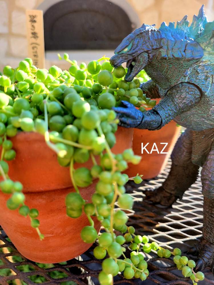 バルコニー/ベランダの画像 by Kazさん | バルコニー/ベランダとグリーンネックレスと多肉植物と観葉植物とテラコッタとお気に入り♡と癒しとマイガーデンとおうち園芸と緑のある暮らしとKaz'sGreenとタニラーと雑貨と朝日とガーデニングと花のある暮らしと多肉棚とゴジラ