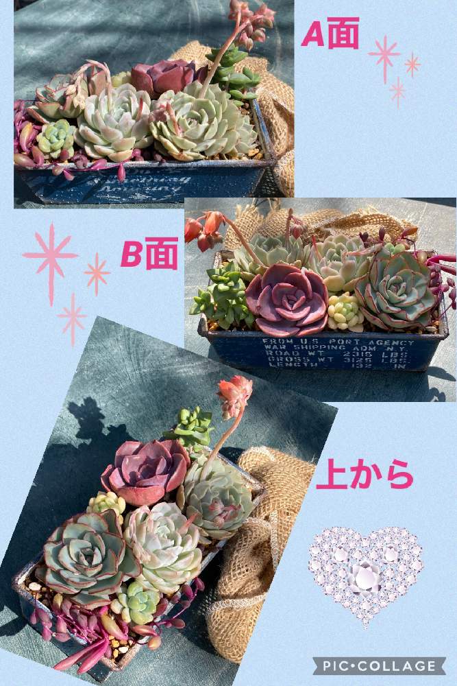 小さな庭の画像 by renさん | 小さな庭と ダスティーローズとアークティックアイス⭐︎とエケベリア アトランティスとローラ✨としぞーか勢とバラと夢CLUBと皆さんに感謝と癒しの多肉ちゃんとルビーネックレス☆とクラバツムちゃんと多肉寄せ植え